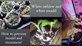 White mould on plant soil how to treat & prevent mildew  that forms on the soil of seedling & plants