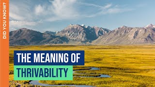 The Meaning of Thrivability | Did You Know? | THRIVE