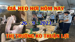 Giá Heo Hơi Hôm Nay 26-9: Giảm Cả Ba Miền - Thị Trường Không Thuận Lợi | #NóngPlus