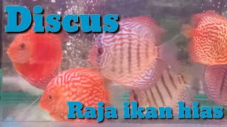 Ikan discus, ikan hias air tawar akuarium, raja ikan hias air tawar #ikandiscus