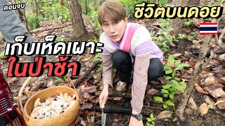 ชีวิตบนดอย…เก็บเห็ดเผาะกลาง ‘ป่าช้า’ 🇹🇭 | หมู่บ้านกองอูม Ep.3