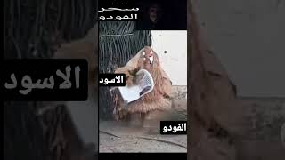 ماهو سحر الفودو الاسود ؟ #shorts #عالم_الجن #عبدالرحيم_صبحي #مغامرات_ورعب