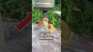 Automated Chicken Feeding Machine...