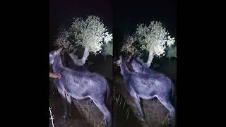 Trekking nocturno 👣 na serra do Louro