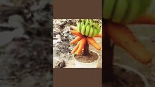 Special method of planting carrots to bear fruit on banana trees