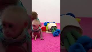 Bibi plays with Lala very happily #monkeybibi #shorts