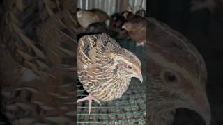 Raise quails on homestead #shorts #quailfarm #feedshorts #gallo