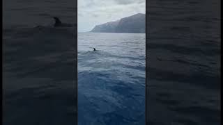 Dolphins 🐬 in Los Gigantes | Tenerife 🏝️🇮🇨🇪🇸 #canaryislands #dolphins