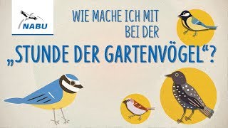 "Stunde der Gartenvögel" - So könnt Ihr mitmachen