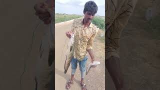 monster cat fish 🐳🐳||big size cat fish 4 kg ||#fishing#viral#shorts #short