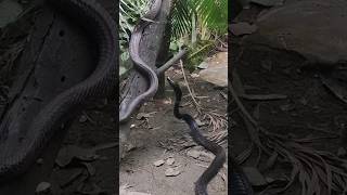 🐍(2 king cobra standing snake🐍)।।king cobra indore।।indore zoo।।indore zoo snake।।snake indore zoo