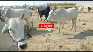 Today||latest super||pure indian cross disi cows|Lahore cattle market video