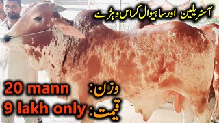 Pure Sahiwal Cattle & Autralian Cross Cattle In Sheikhupora Mandi | Eid Ul Azha 2021| Bechra