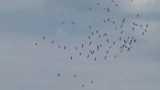 White Pelicans Circling Above Lake Prespa, Greece