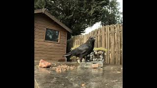 Курица панированная в кошачем корме )) #crow #ворона #животные #наблюдение