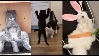 Try NOT to laugh - The FUNNIEST cat videos in the world compilation 2018