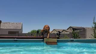 Crazy Greg OTR's bulldog diving in pool (Bronco dog)