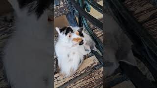 cute kittens#viral #youtubeshorts