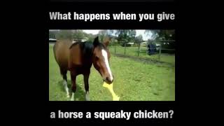 Horse plays with toy