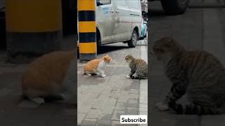 Stray cats #shorts #youtubeshorts #viralvideo #short