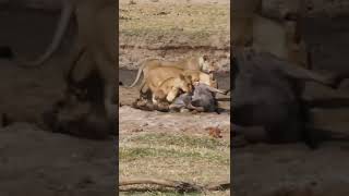 Lion kills wildbeest in Serengeti #shorts #lionvswildbeest