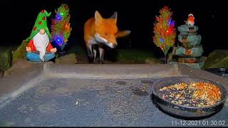 Dog Fox Interrupts Own Dinner to Call Out Loudly