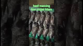 hasil mancing ikan mujair hitam #fishing #mancingikan #shorts