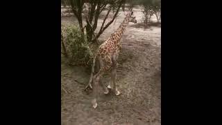 1 week old giraffe  Best Animals compilation 2021| #shorts | Top Viral Animal Videos