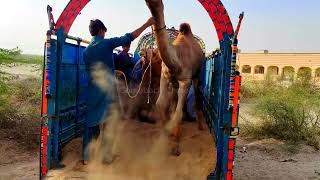 Camel's Sitting View in Truck