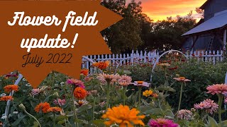 July on the You-Pick Flower Farm! with extreme Heat and Drought!