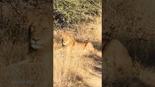 African Safari Day 4: Lions