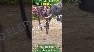 Giraffe and Elephant tied together, $1000 each time they laugh #shorts