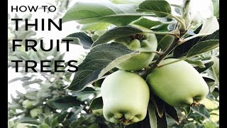 How to Thin Your Apple Trees for BIGGER and SWEETER Fruit