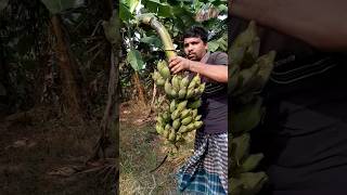 How to harvesting are banana #ep -257 #Short #trending #vairal #banana #food  #agro 🍌🍌