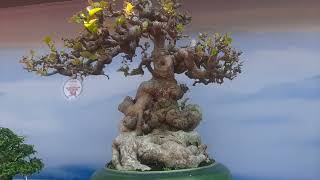 CÂY BONSAI BỘ ĐẾ QUÁ GIỐNG TƯỢNG PHẬT