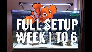 My first saltwater aquarium!! Week 1 to week 6, live rocks, marine fish