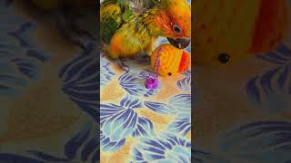 Adorable Baby Sun Conure Playing With New Toys✨✨#sunconure #toys #conure #shorts