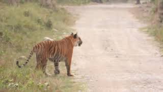 Tiger Tiger burning bright at Corbett -March 2022