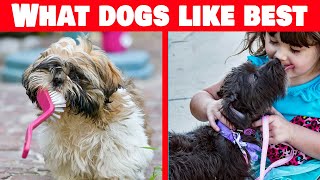 14 Ways to Make Your Dog's Tail Wag Like Crazy