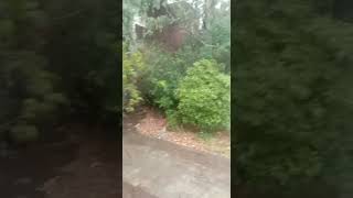 Monsoon season start - First Rain