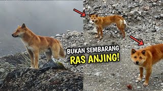 Berumur Panjang, Inilah Anjing Dingo Yang Konon Berumur Ribuan Tahun!