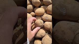 proses tanam kentang #farming #petani #shortvideo #dieng #farmer #fypシ #reels #farm #potato #kentang