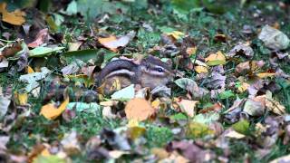 Chipmunk in grass