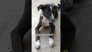 #funnyshorts #funnyvideo #virulshorts #funnydogvideos #virul #dogshorts #viraul #comdeyvideo