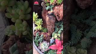 Succulent DIY Ideas | Linh Lung Garden