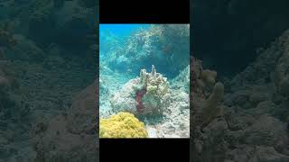 Snorkeling Reefs at Spanish Wells Bahamas