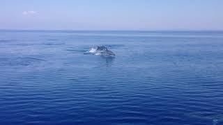 delfini nel golfo di Taranto