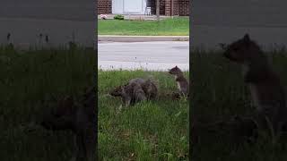 Squirrel Gang Bang