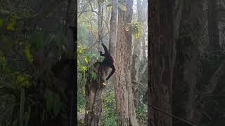 Gribbon //Monkey assam forest// monkey // animals// Assamese animal vlog//Utpal lahon vlog//