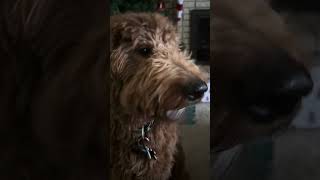 Goldendoodle ASMR